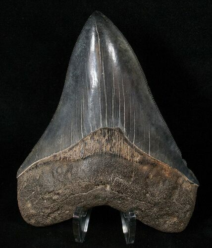 Gorgeous Megalodon Tooth - South Carolina #15604